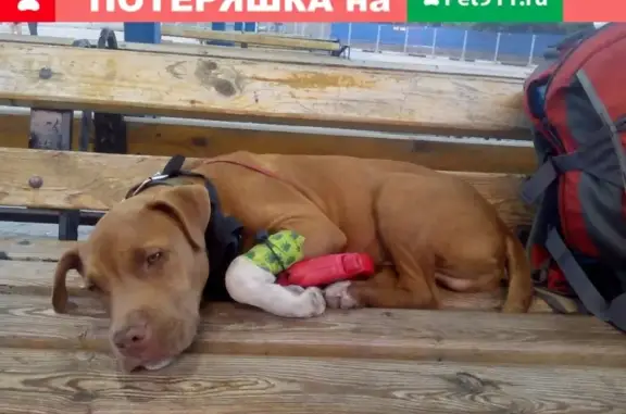 Пропала собака Гром в Керчи, нужна помощь!