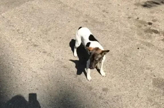 Собака найдена на улице Южная, Краснодар!
