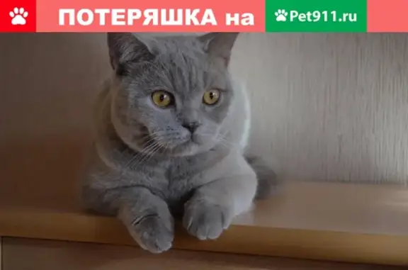 Найдена кошка во Владимире