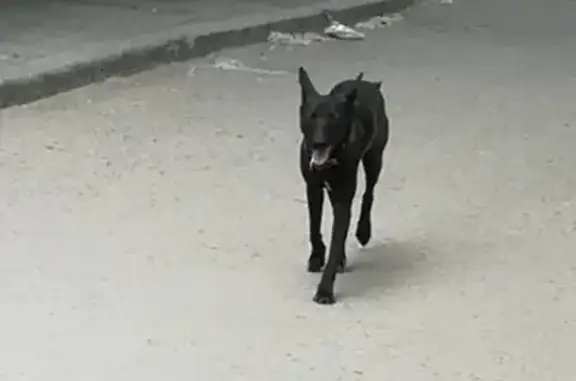 Собака найдена на ул. Космонавтов, 37, Волгоград.