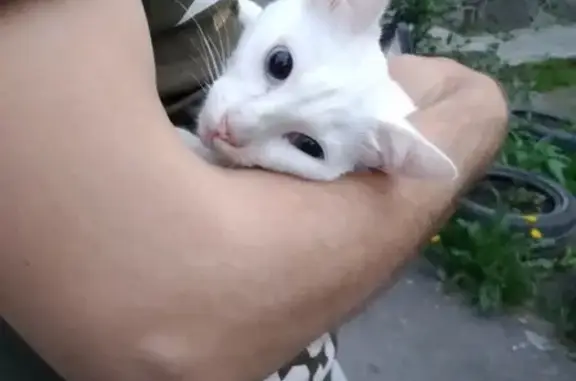 Найден белый кот (ул. Серафимы Дерябиной, Екатеринбург)