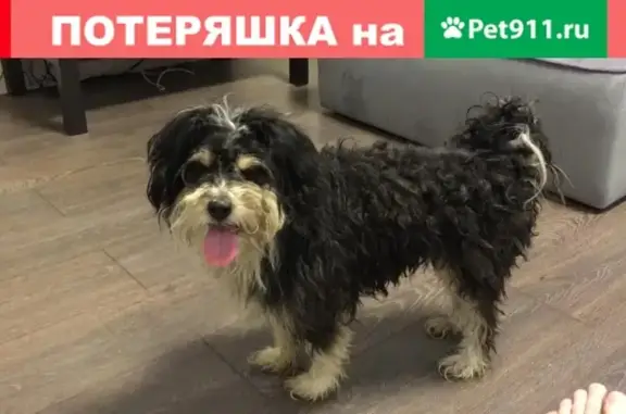 Пропала собака по ул. Гагарина, 29