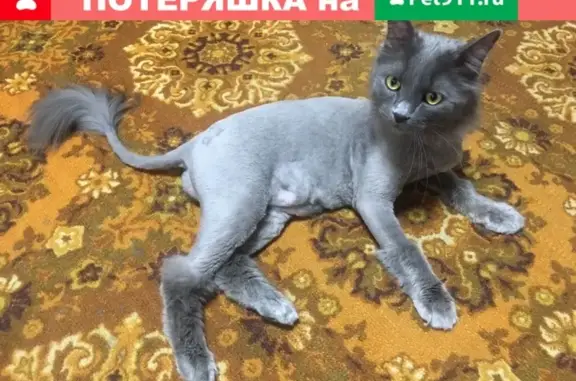 Пропала серо-голубая кошка в Батайске