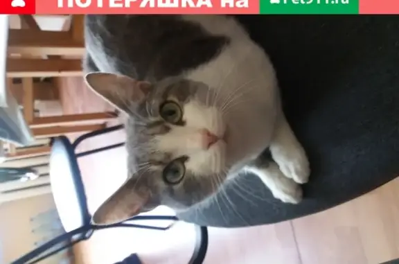 Найдена молодая ухоженная кошка в Новосибирске