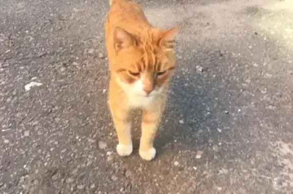 Найдена рыжая кошка на улице Урицкого, Воронеж