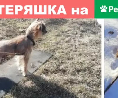 Пропала собака Моня возле 76 дивизии, Псков