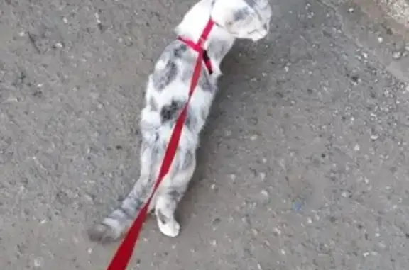 Пропала кошка Айли в районе ЦКЗ, Майкоп
