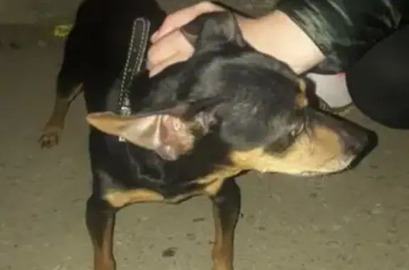Найдена собака на пр. Победы 25 в Торжоке.