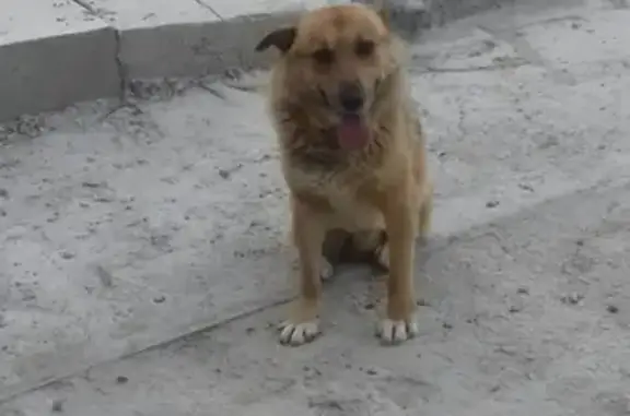 Найдена собака в Анапе, ищем хозяина!