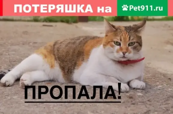 Пропала кошка в Звенигороде, нужна помощь!