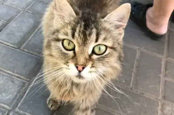 Найдена кошка на остановке Памятник Славы в Воронеже