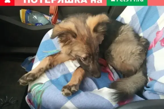 Найден щенок в Пушкинском районе СПб