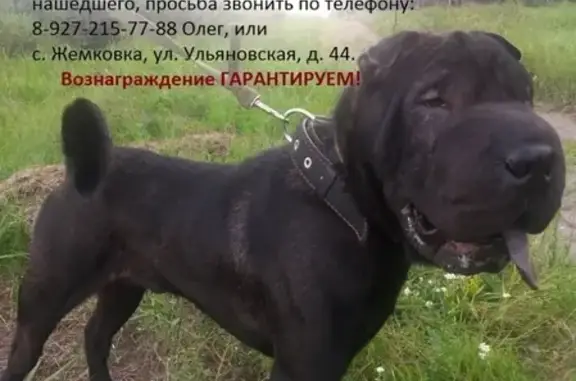 Пропала собака в Сызрани, помогите найти!