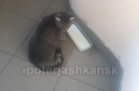 Найдена кошка на МЖК Восточный, Новосибирск
