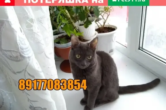 Пропал кот Славик в Йошкар-Оле