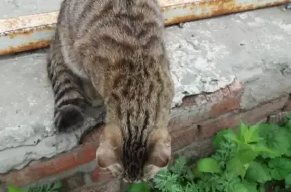 Найден кот на Лебедева 8, Томск.