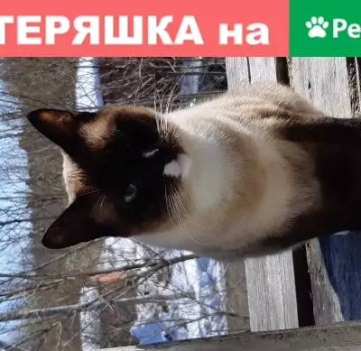 Пропал кот Семен, Сиамской породы, Кедровая ул. 4, Солнечный