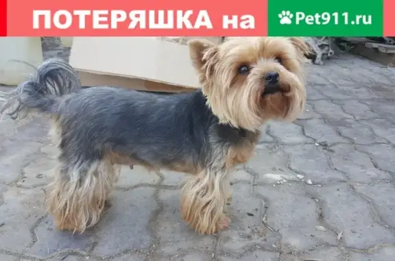 Собака Йорк найдена в Подольске на улице Калинина