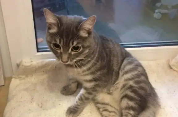 Найдена кошка с проблемами лап в Иркутске