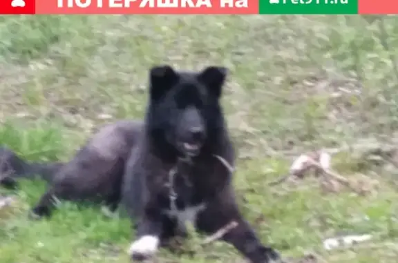 Найдена собака в Большой Юре, Архангельск
