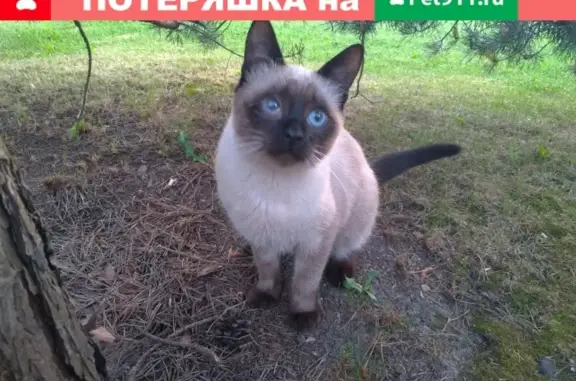 Пропала тайская кошка с Мутным глазом в Голицыно.