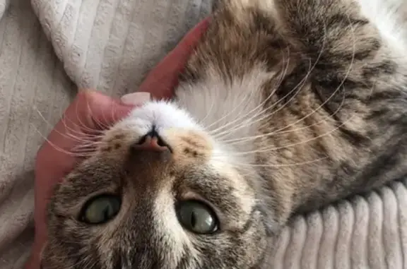 Молодая игривая кошка найдена в Санкт-Петербурге