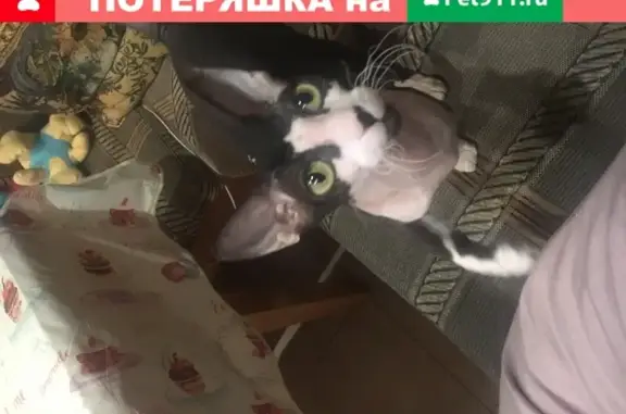 Найдена кошка в Ростове с фиолетовым ошейником