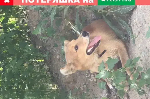 Найден рыжий щенок в Хорошево-Мневниках