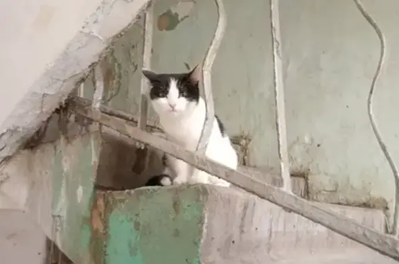 Найдена кошка в подъезде Космонавтов 52, Екатеринбург