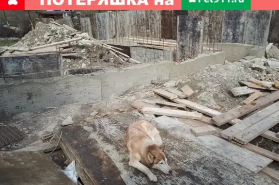 Пропала собака хаски в Новороссийске, СНТ Голубая Даль.