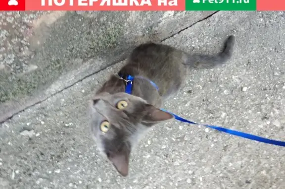 Пропала кошка в Твери, Октябрьский проспект, 65