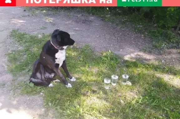 Собака найдена в Красногорске около станции Павшино