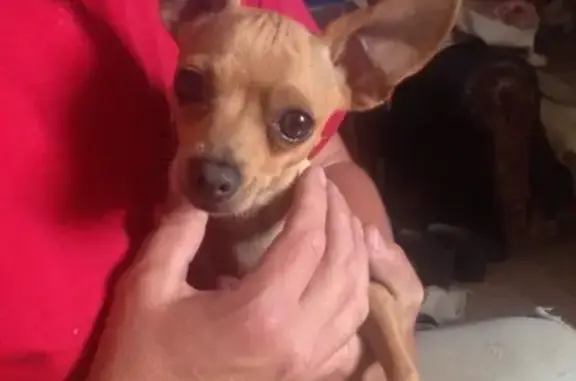 Собаки потеряшки, Липецк, фото: Потеряшка собака 