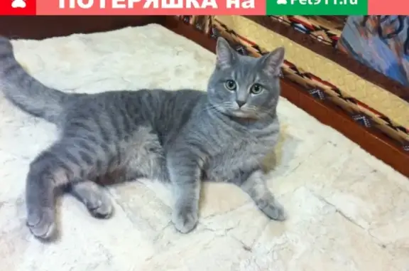 Пропала кошка Том в Москве