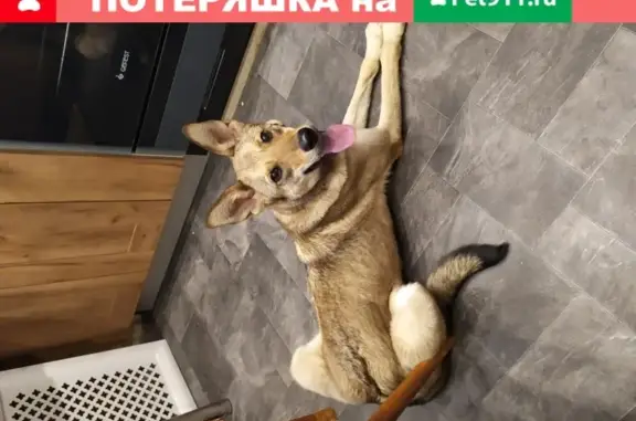 Найдена собака на Новоизмайловском пр., девочка песочного окраса, красный ошейник, дом 79