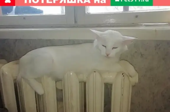 Пропала белая кошка Мая на пр. Дзержинского 27