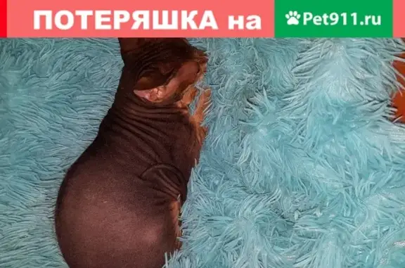 Пропала кошка на ул. Рыльского, Уфа 9