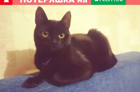 Кошки потеряшки, Ульяновск, фото: Потеряшка кошка в Ульяновске на НГ
