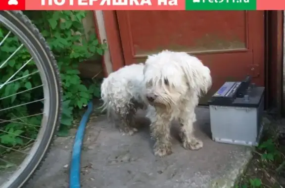 Найдена белая собака на ул. Городковская, Павловский Посад