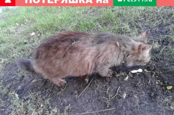 Найдена кошка Сибирской породы на набережной Дубровинского (Орёл)