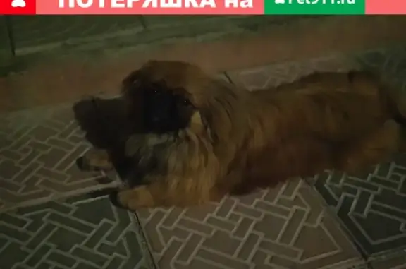 Собака найдена в Кабардинке, Краснодарский край, Россия