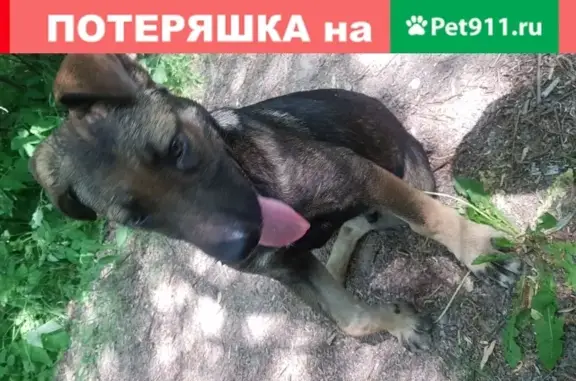 Найден щенок метис в Москве, возраст 3 мес.