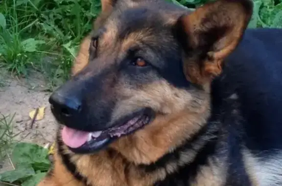 Найдена потерявшаяся собака в Кстово, нужен хозяин