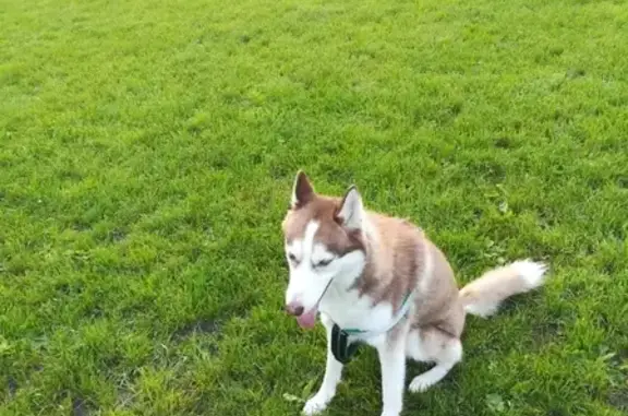 Собаки потеряшки, Калининград, фото: Потеряшка сибирская хаски на улице Озёрной, Калининград.