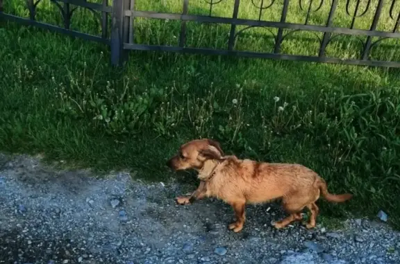 Найдена собака на Набережной Оби