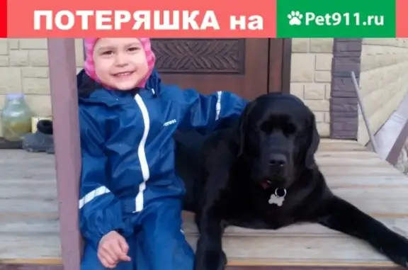 Собаки потеряшки, село Минькино, фото: Потеряшка черная лабрадор-сука в поселке Минькино, Кольский р-н