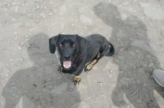 Найдена собака в Кемерово, ищем хозяев!