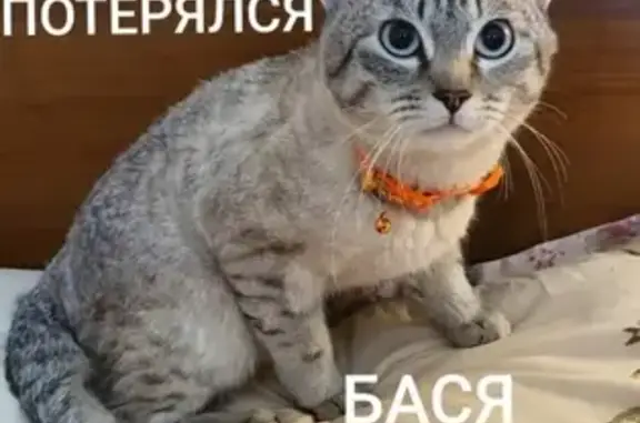 Пропала кошка Бася в Тимошкино, Московская область (116)