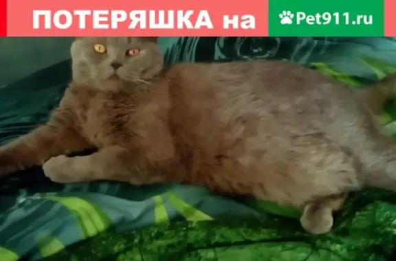 Пропала кошка в Кемерово, вознаграждение.