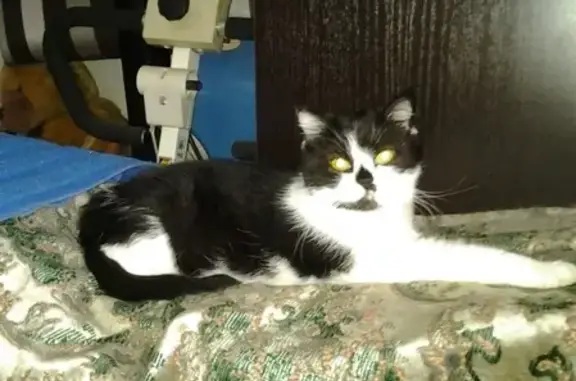 Кошки потеряшки, Москва, фото: Потеряшка кошка в Москве на 2-й улице Машиностроения